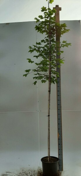 Acer platanoides 'Emerald Queen' hoogstam 8/10