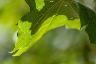 Acer platanoides 'Emerald Queen' hoogstam 8/10