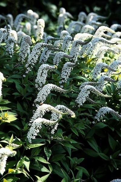 Wederik Lysimachia clethroides 5-10 Pot P9 Lysimachia clethroides