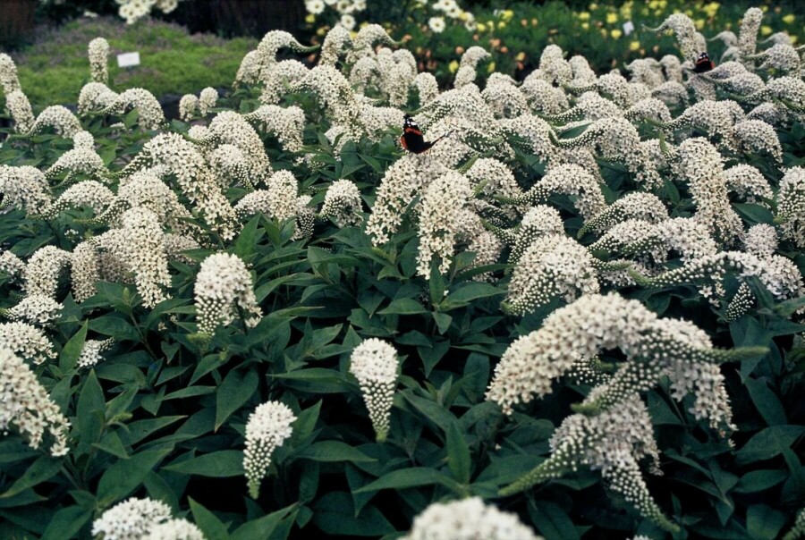 Wederik Lysimachia clethroides 5-10 Pot P9 Lysimachia clethroides