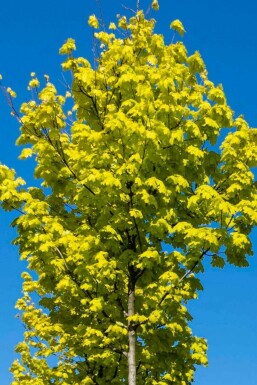 Acer platanoides 'Princeton Gold' hoogstam 10/12