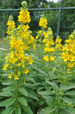 Puntwederik Lysimachia punctata 5-10 Pot P9 Lysimachia punctata