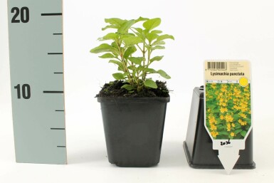 Puntwederik Lysimachia punctata 5-10 Pot P9