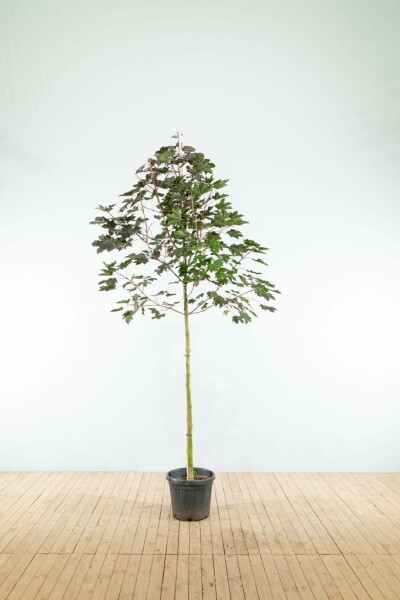 Acer platanoides 'Royal Red' hoogstam 6/8