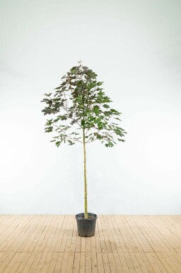 Acer platanoides 'Royal Red' hoogstam