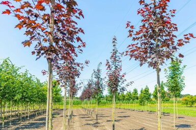 Acer platanoides 'Royal Red' hoogstam 6/8