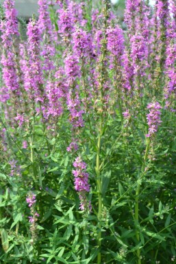 Grote kattenstaart Lythrum salicaria 5-10 Pot P9 Lythrum salicaria