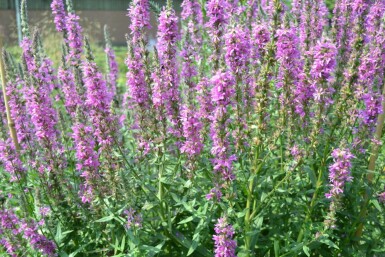 Grote kattenstaart Lythrum salicaria 5-10 Pot P9