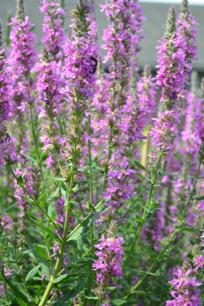 Grote kattenstaart Lythrum salicaria 5-10 Pot P9