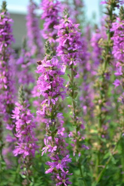 Grote kattenstaart Lythrum salicaria 5-10 Pot P9