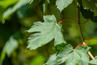 Acer pseudoplatanus hoogstam 10/12