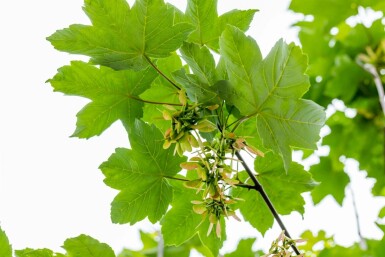 Acer pseudoplatanus hoogstam 10/12