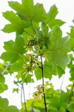 Acer pseudoplatanus hoogstam 10/12