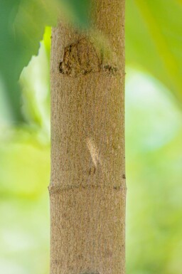 Acer pseudoplatanus meerstammig 200-250