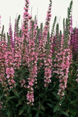 Lythrum salicaria 'Blush'