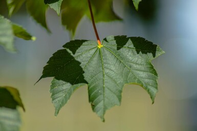 Acer pseudoplatanus 'Bruchem' hoogstam 10/12