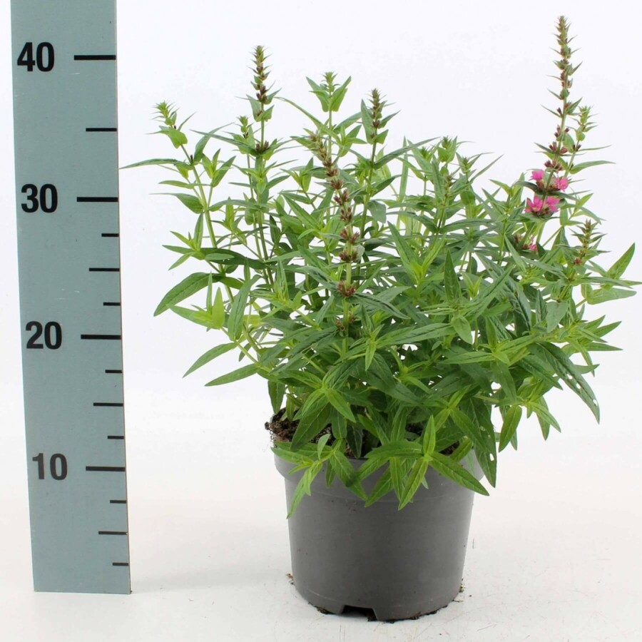 Kattenstaart Lythrum salicaria 'Robert' 10-15 Pot C2 Lythrum salicaria 'Robert'