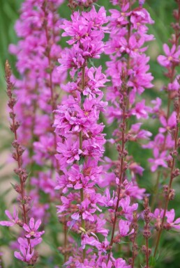 Kattenstaart Lythrum salicaria 'Robert' 5-10 Pot P9 Lythrum salicaria 'Robert'