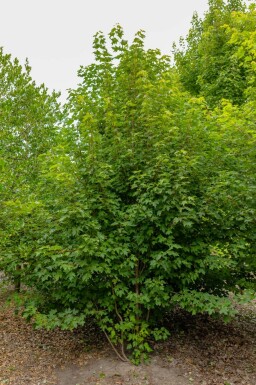 Acer rubrum meerstammig 200-250