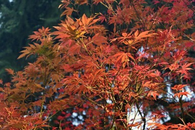 Acer rubrum 'Autumn Flame' hoogstam
