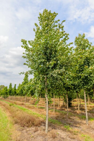 Acer rubrum 'October Glory' hoogstam 6/8