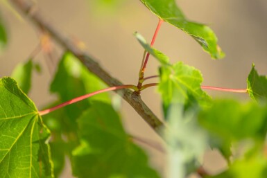 Acer rubrum 'October Glory' hoogstam