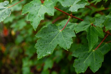 Acer rubrum 'October Glory' meerstammig