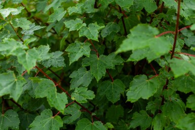 Acer rubrum 'October Glory' meerstammig 200-250
