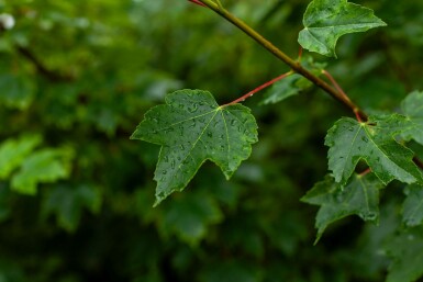 Acer rubrum 'October Glory' meerstammig 200-250