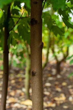 Acer rubrum 'October Glory' meerstammig 200-250
