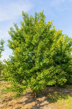 Acer rubrum 'October Glory' meerstammig 200-250