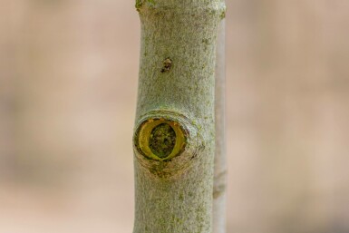Acer rubrum 'Red Sunset' hoogstam 10/12