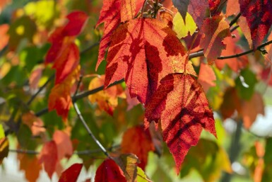 Acer rubrum 'Red Sunset' hoogstam 10/12