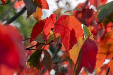 Acer rubrum 'Red Sunset' hoogstam 10/12