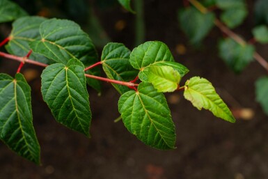 Acer rufinerve hoogstam 10/12