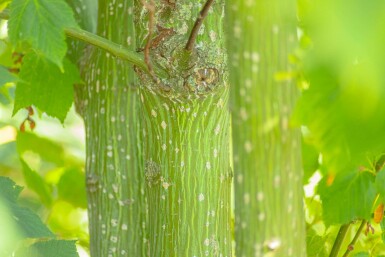 Acer rufinerve hoogstam 10/12