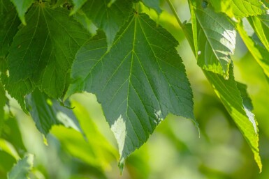 Acer rufinerve hoogstam 10/12