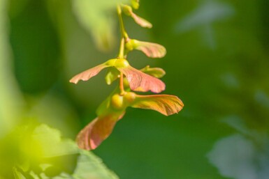 Acer rufinerve hoogstam 10/12