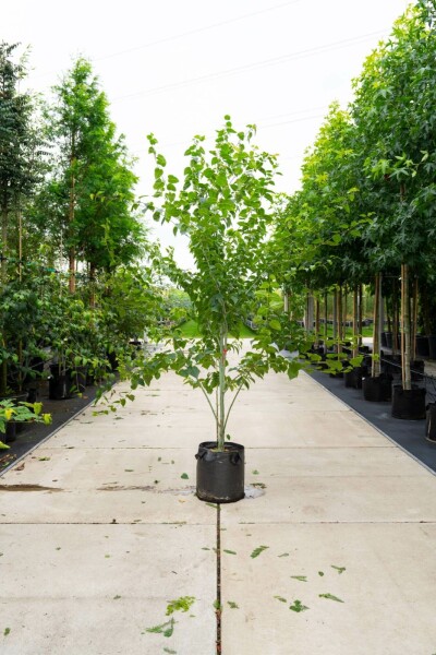 Acer rufinerve meerstammig 200-250