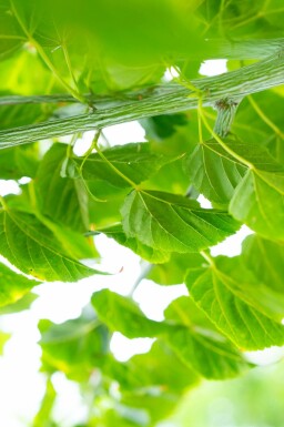 Acer rufinerve meerstammig