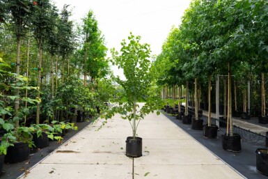 Acer rufinerve meerstammig 200-250