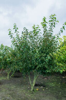 Acer rufinerve meerstammig 200-250