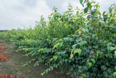 Acer rufinerve meerstammig 200-250