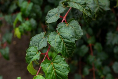 Acer rufinerve meerstammig 200-250