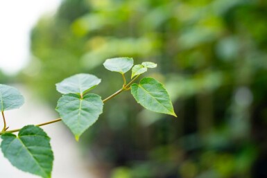 Acer rufinerve meerstammig 200-250