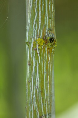 Acer rufinerve meerstammig 200-250