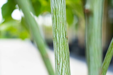 Acer rufinerve meerstammig 200-250