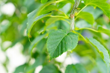 Acer rufinerve meerstammig 200-250