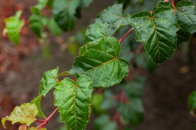 Acer rufinerve meerstammig 200-250