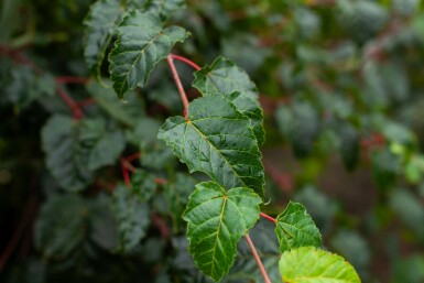 Acer rufinerve meerstammig 200-250